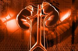 kidneys and adrenal glands